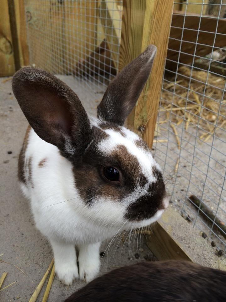 Kanin Rensdyr billede 1