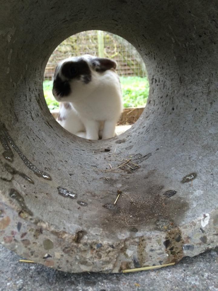 Kanin Rensdyr billede 2