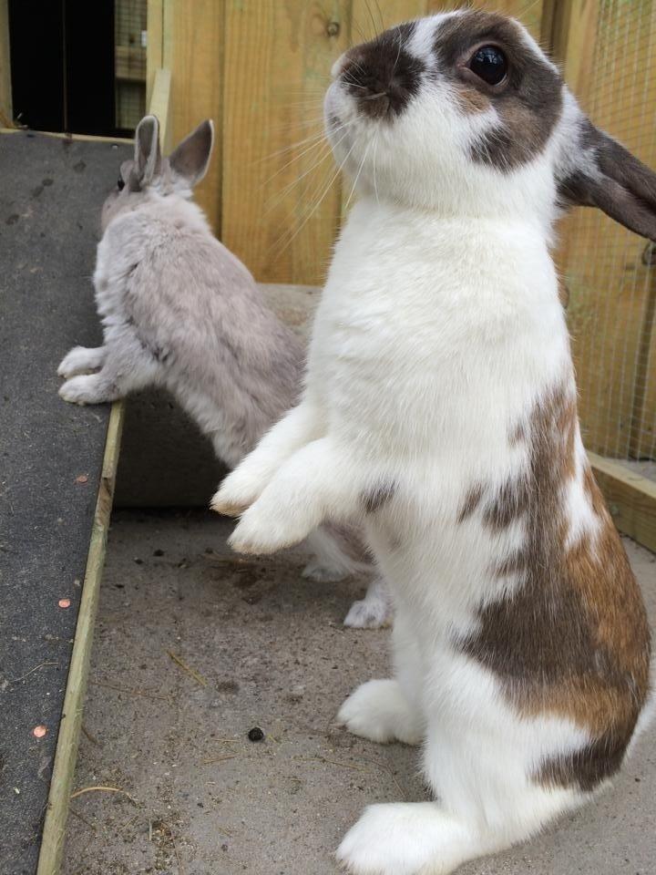 Kanin Rensdyr billede 3