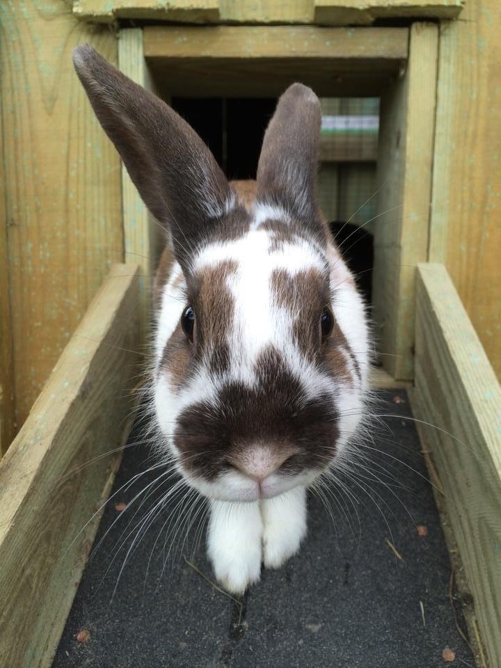 Kanin Rensdyr billede 4