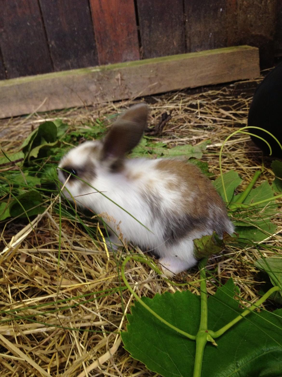 Kanin Rensdyr billede 6