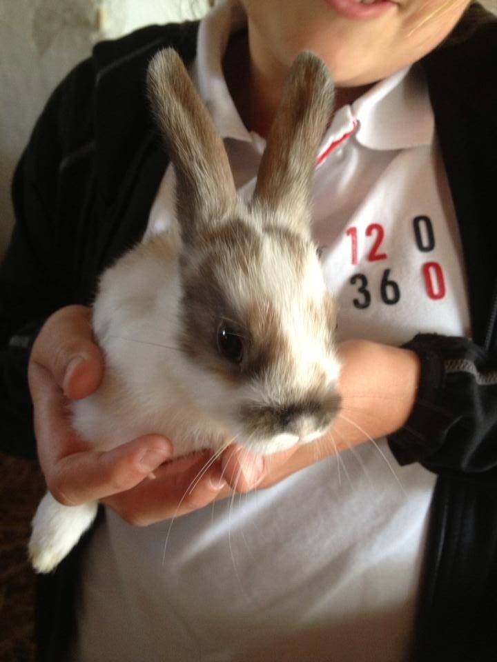 Kanin Rensdyr billede 7