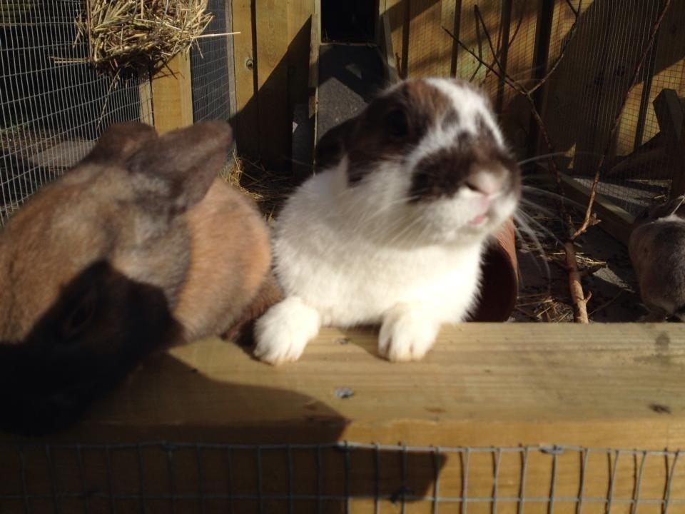 Kanin Rensdyr billede 8