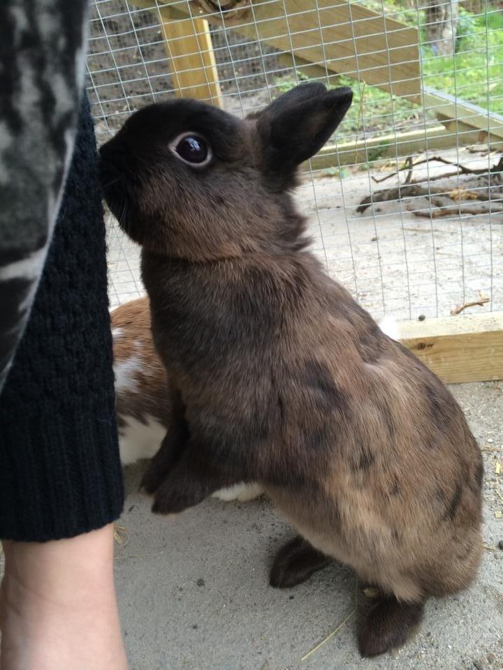 Kanin Elmo billede 10