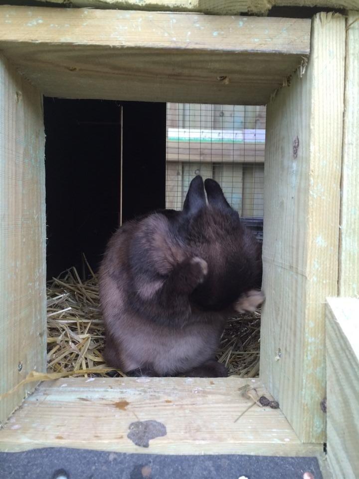 Kanin Elmo billede 2