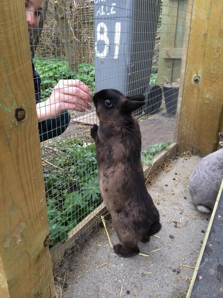 Kanin Elmo billede 3