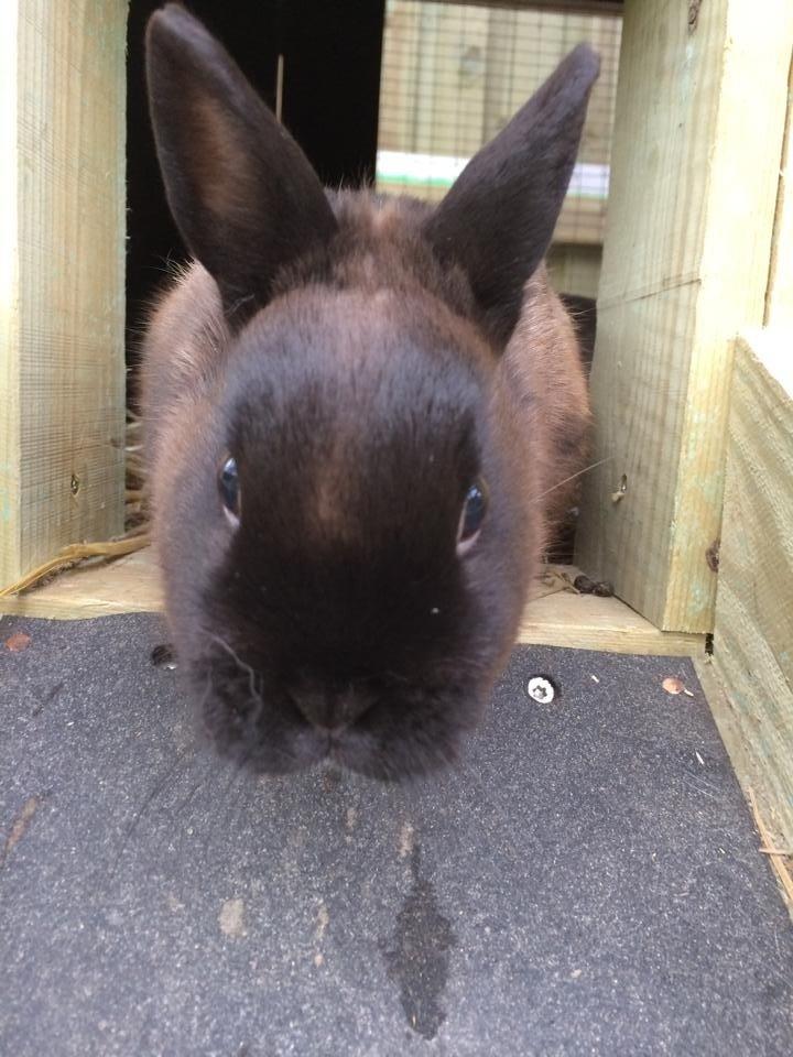 Kanin Elmo billede 4