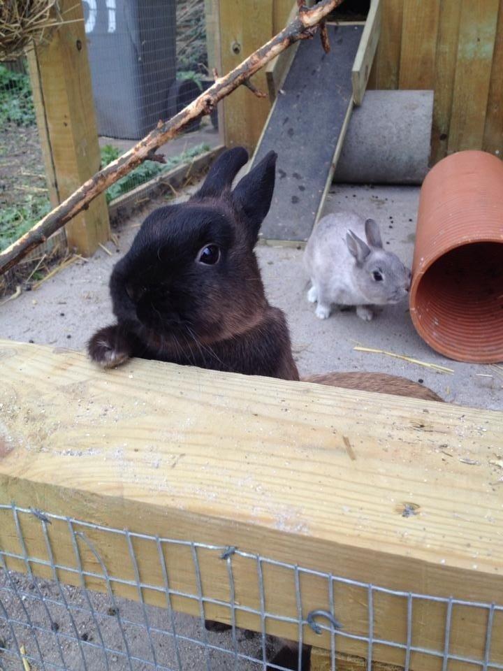 Kanin Elmo billede 5