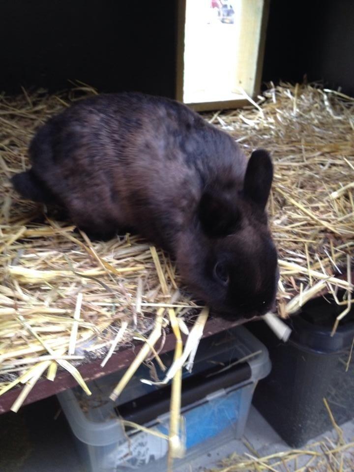 Kanin Elmo billede 6