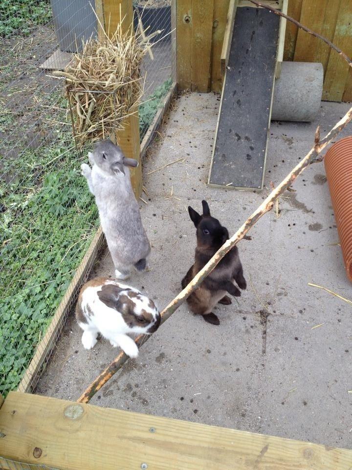 Kanin Elmo billede 7