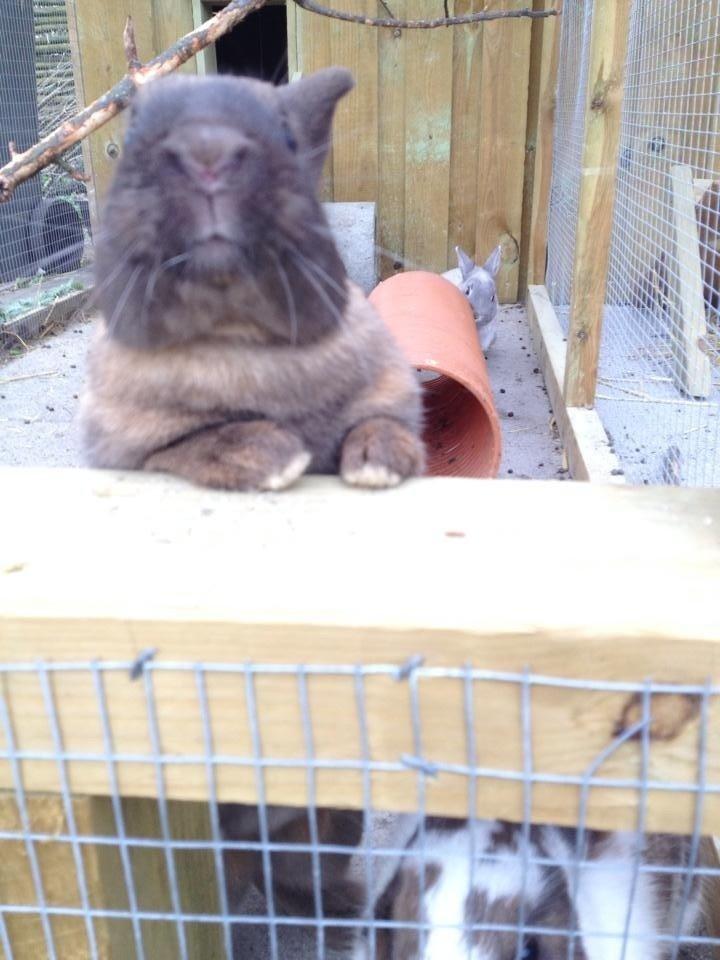 Kanin Elmo billede 8