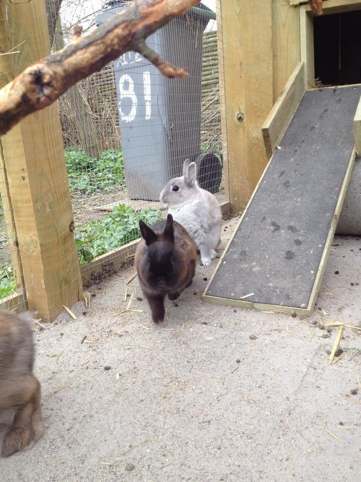 Kanin Elmo billede 9