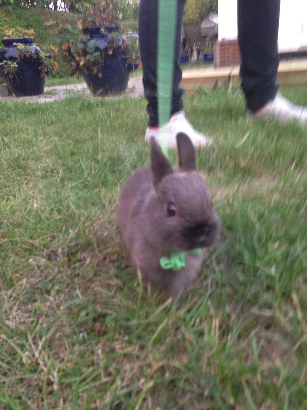 Kanin Elmo billede 1