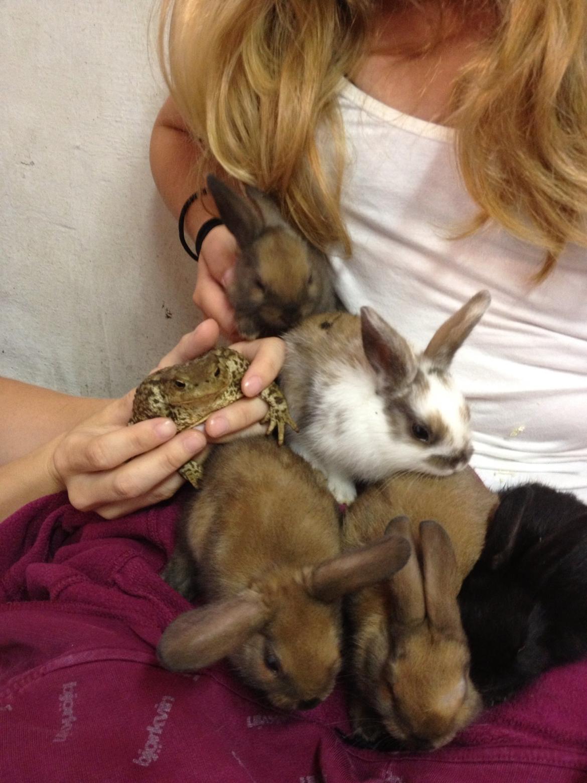 Kanin Trold billede 1