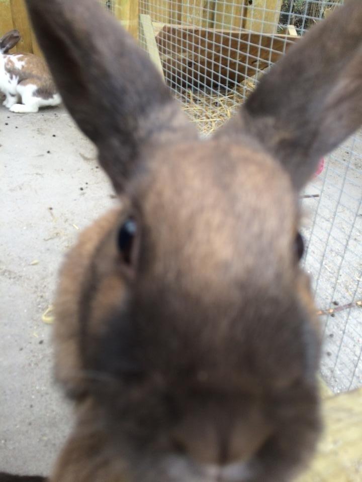 Kanin Trold billede 4