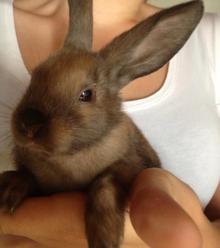 Kanin Trold billede 3