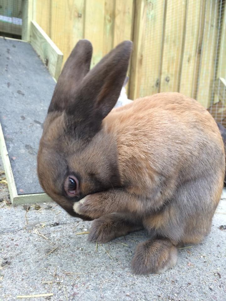 Kanin Trold billede 5