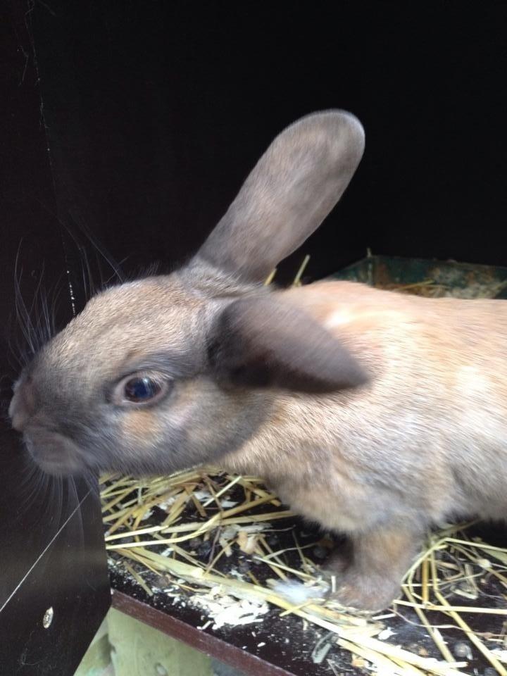 Kanin Trold billede 6