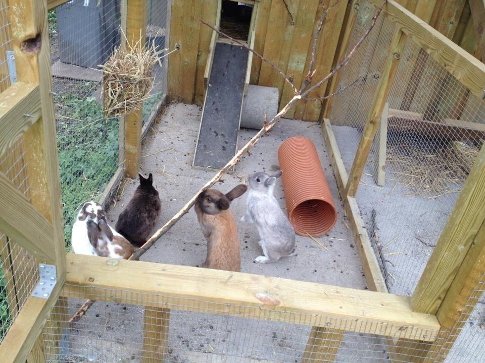 Kanin Trold billede 8