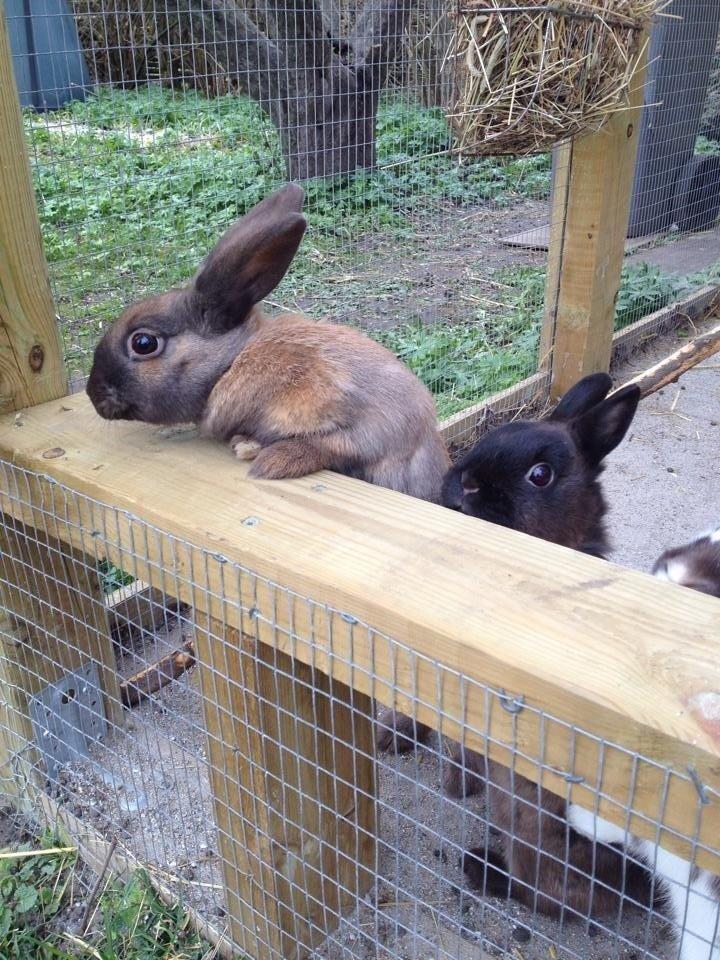 Kanin Trold billede 9