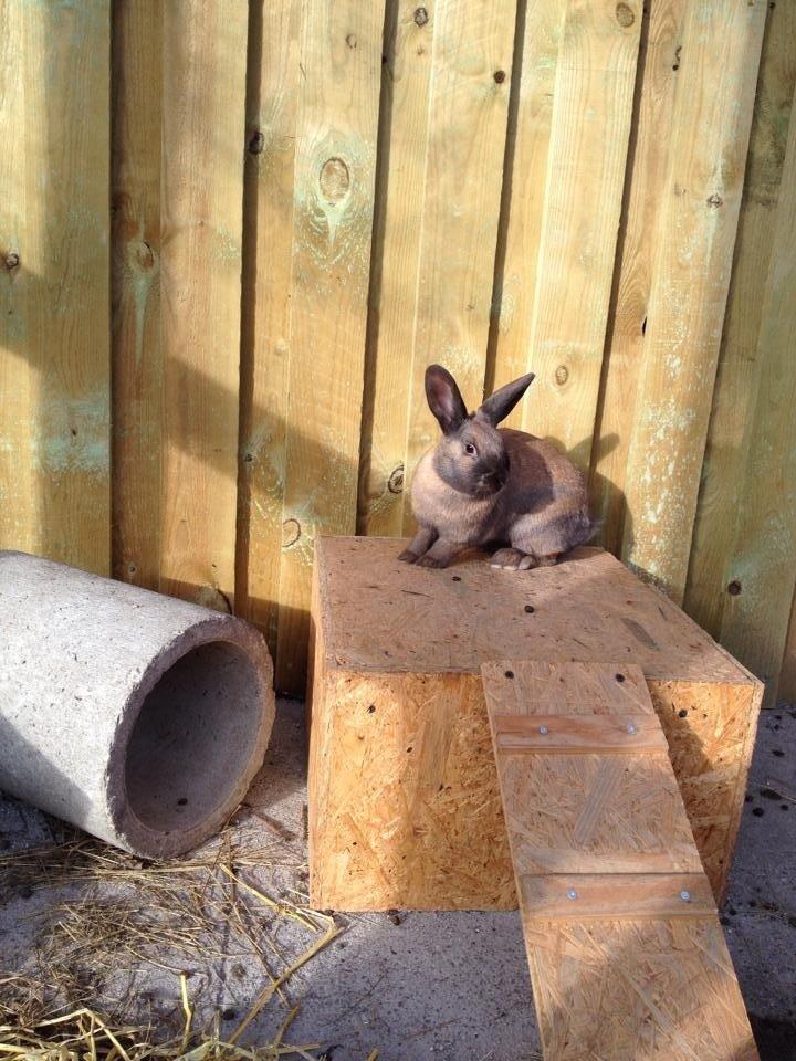 Kanin Trold billede 7