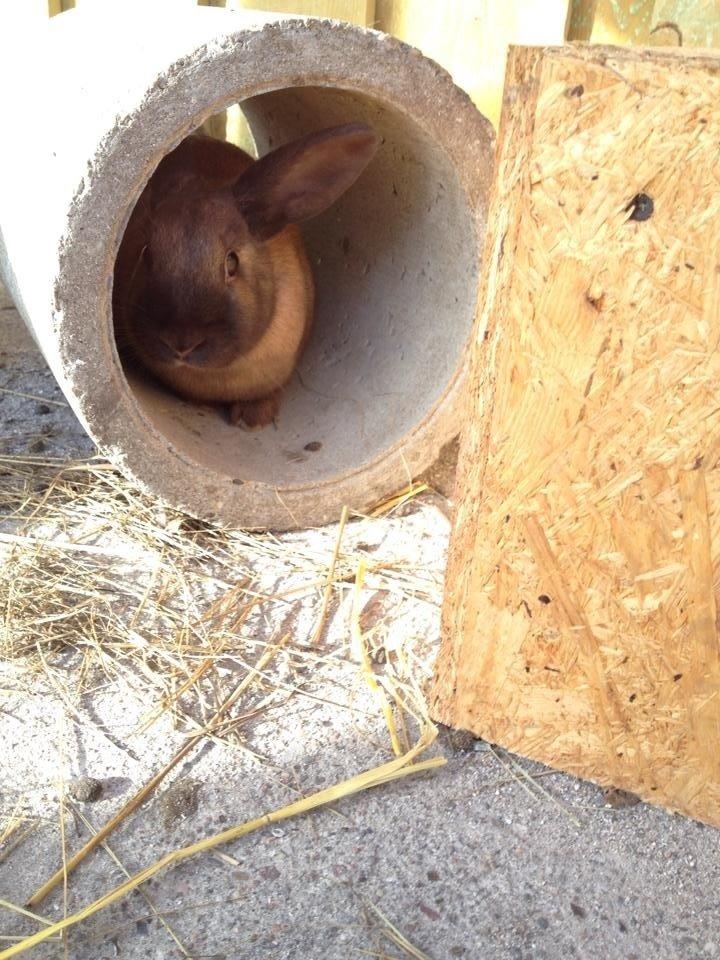 Kanin Trold billede 10