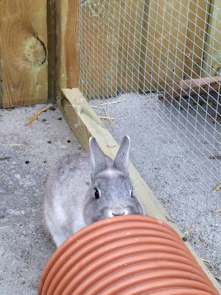 Kanin Mummi billede 1