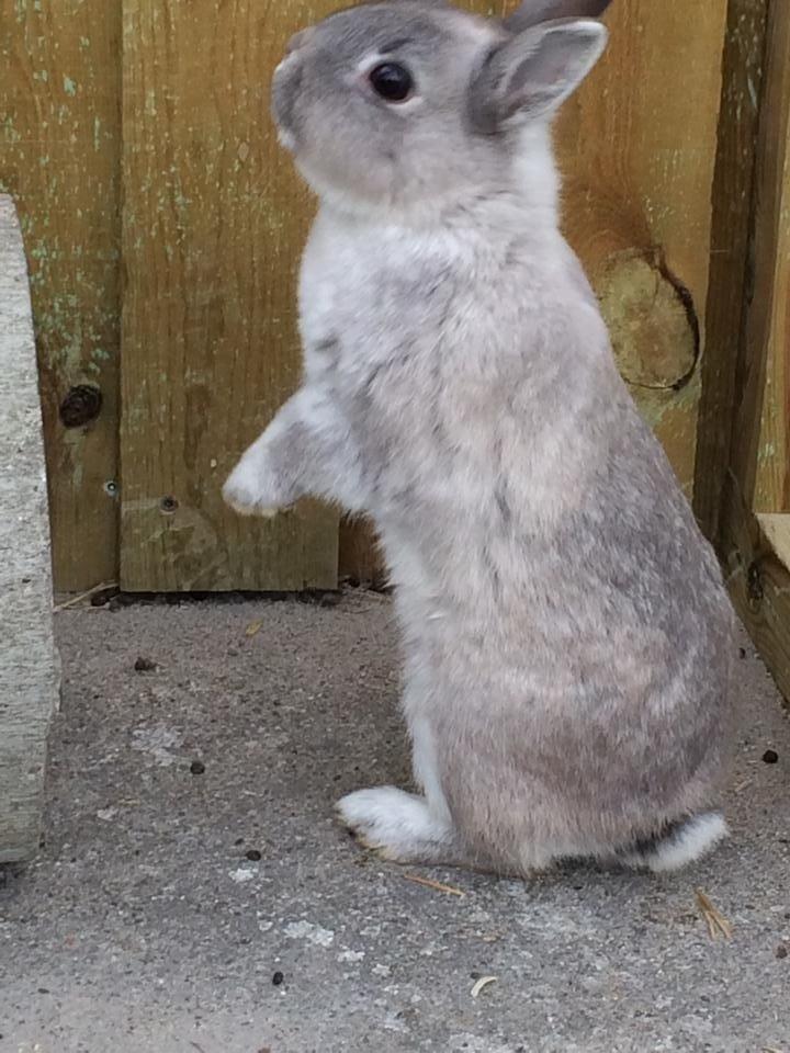 Kanin Mummi billede 3