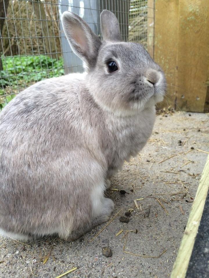 Kanin Mummi billede 2