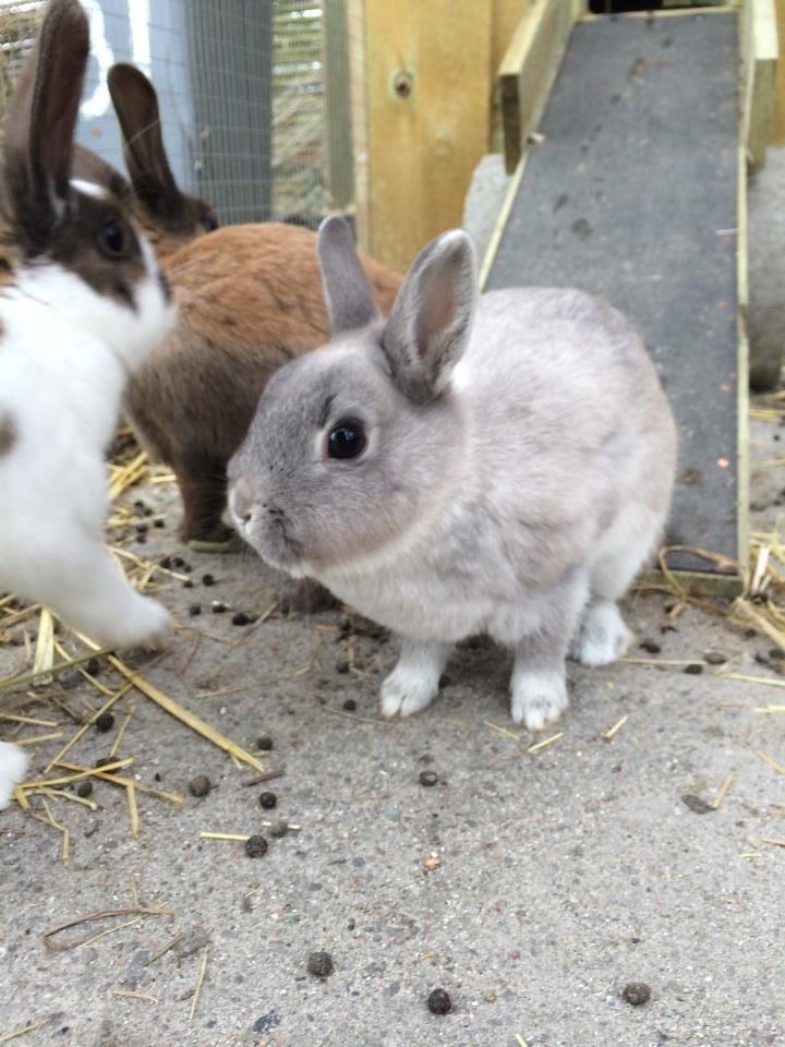 Kanin Mummi billede 4