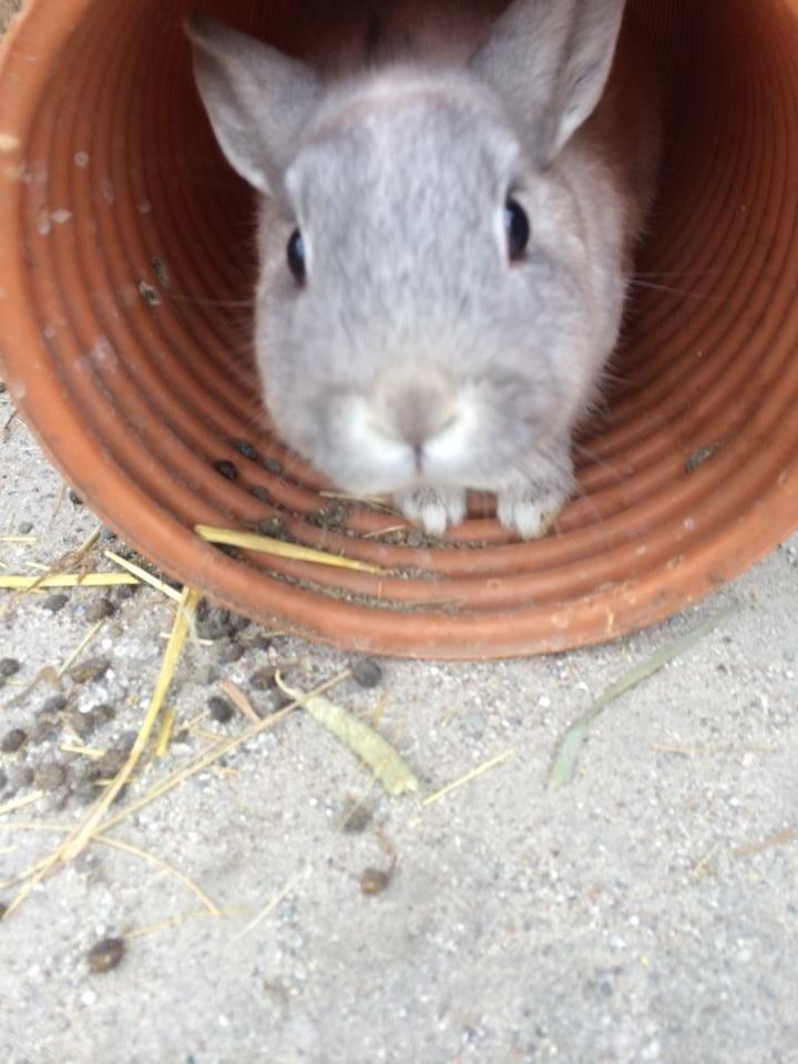 Kanin Mummi billede 5