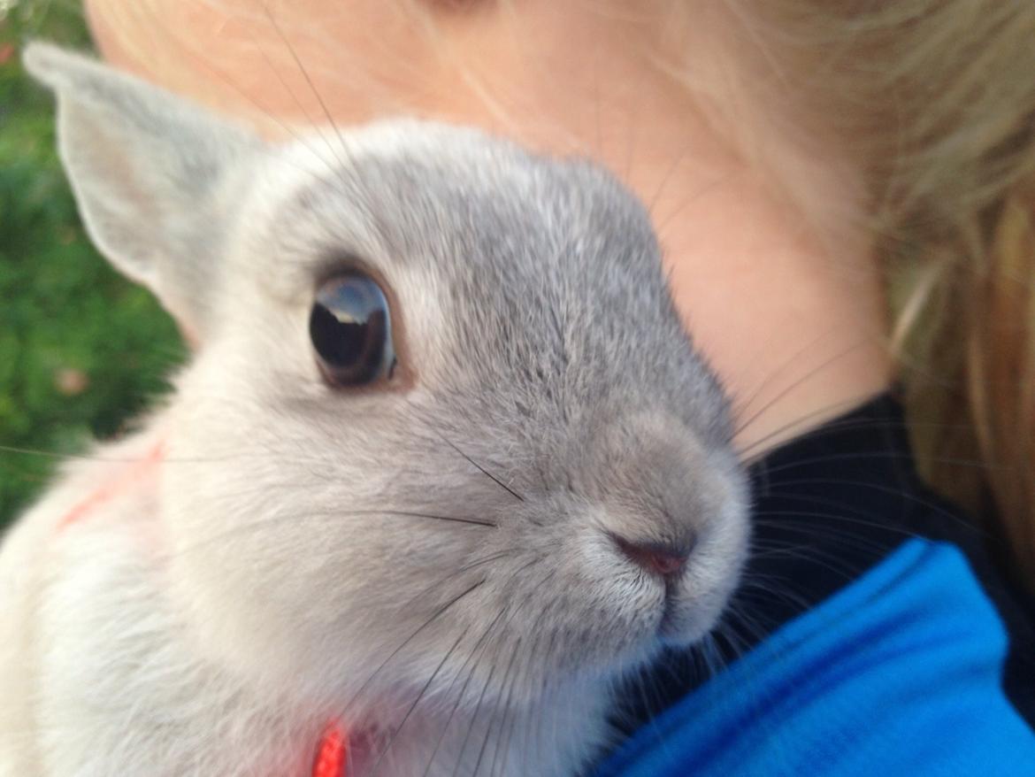 Kanin Mummi billede 7