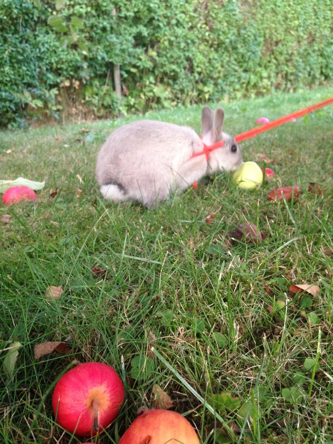 Kanin Mummi billede 8