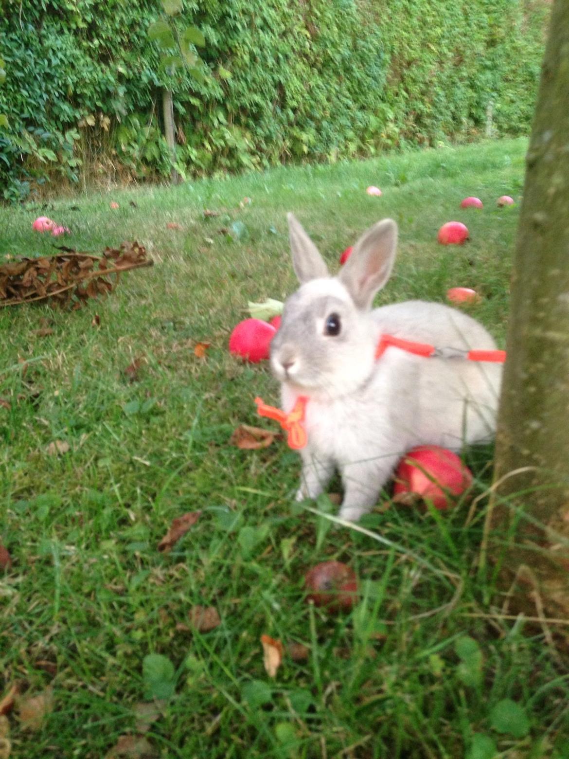 Kanin Mummi billede 9