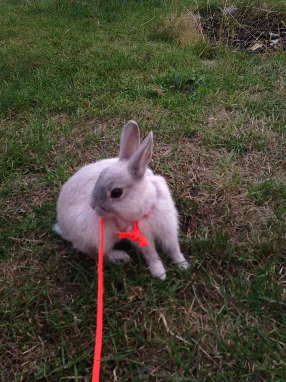 Kanin Mummi billede 10