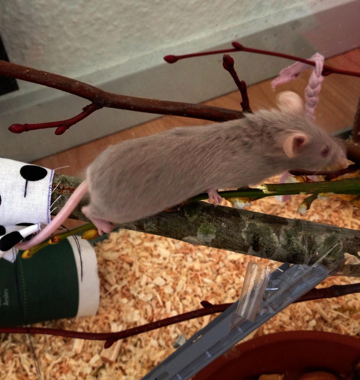 Mus Silke June (fedberg) - Klatre mus! billede 15