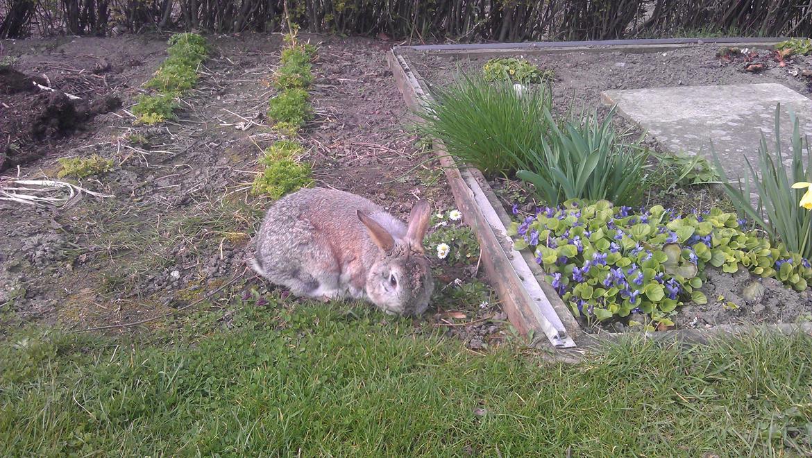 Kanin Ninus billede 7