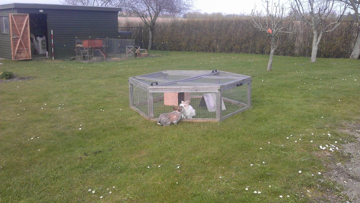 Kanin Ninus billede 9