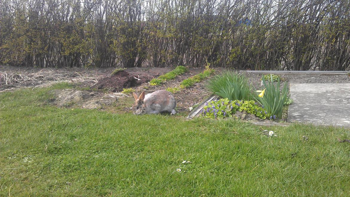 Kanin Ninus billede 8