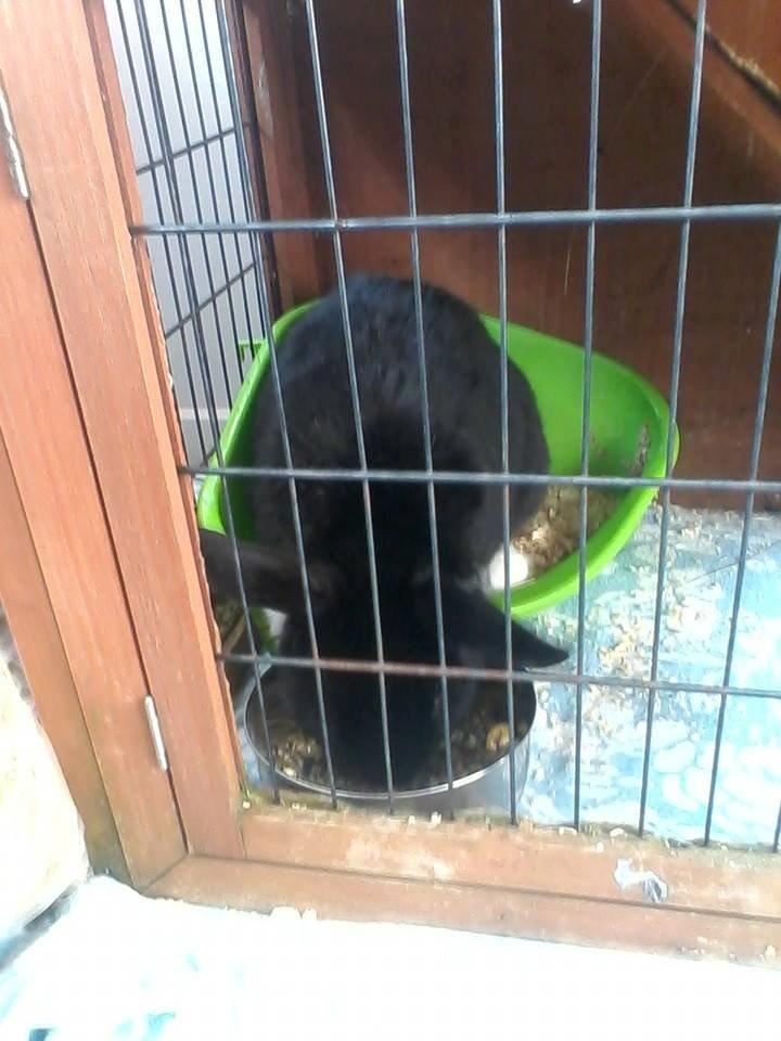 Kanin Buster billede 1