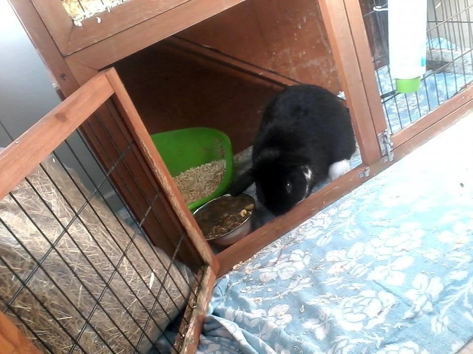 Kanin Buster billede 3
