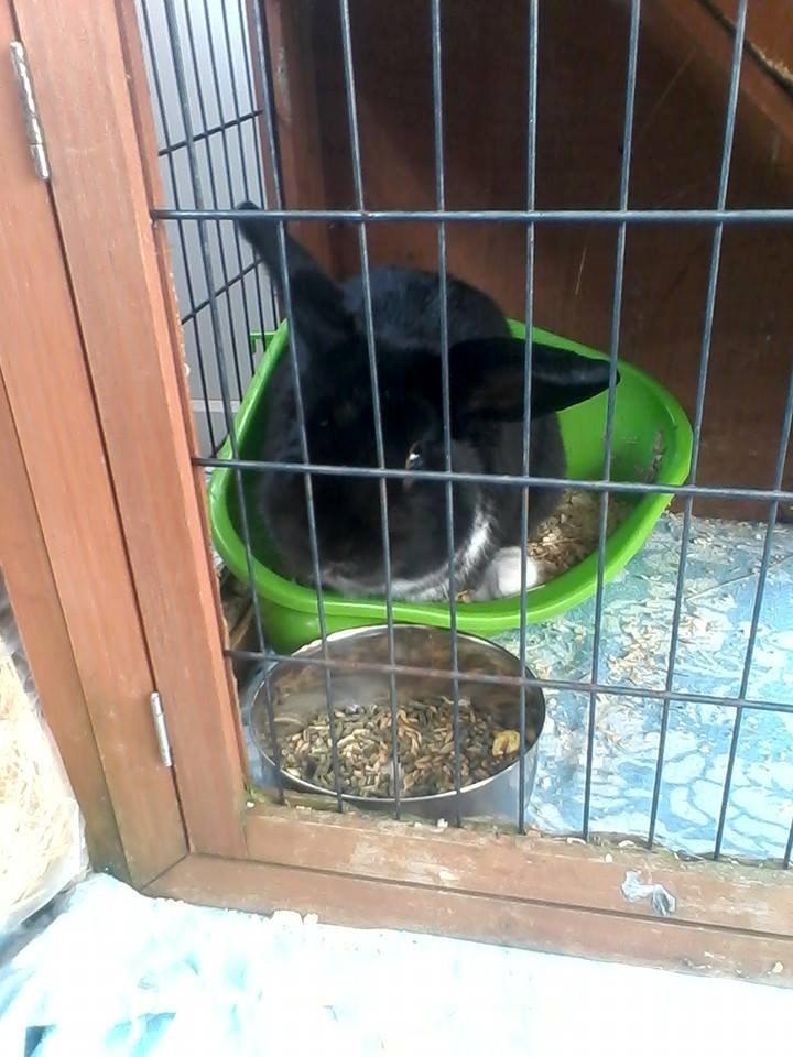 Kanin Buster billede 4