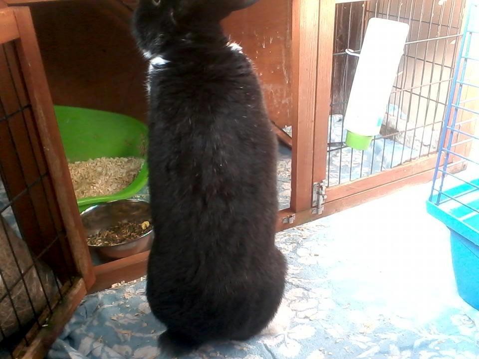 Kanin Buster billede 2