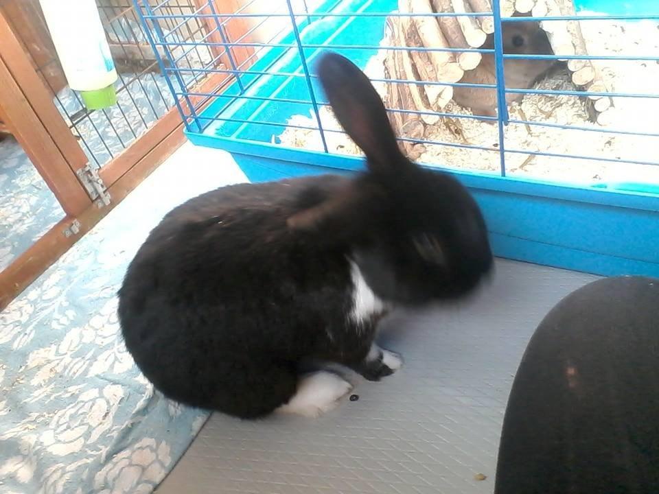 Kanin Buster billede 6