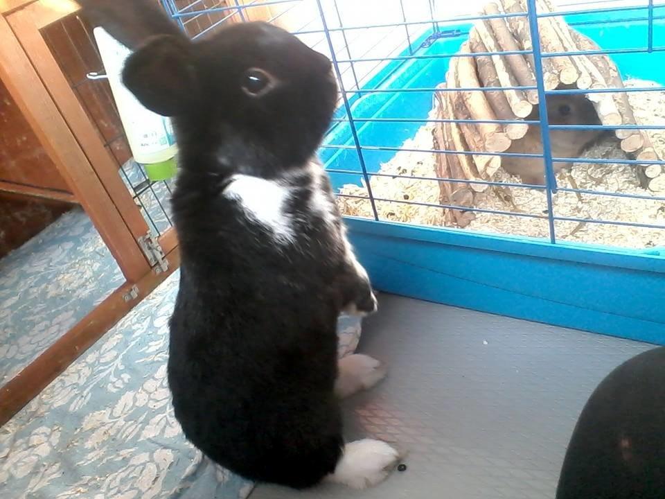 Kanin Buster billede 7