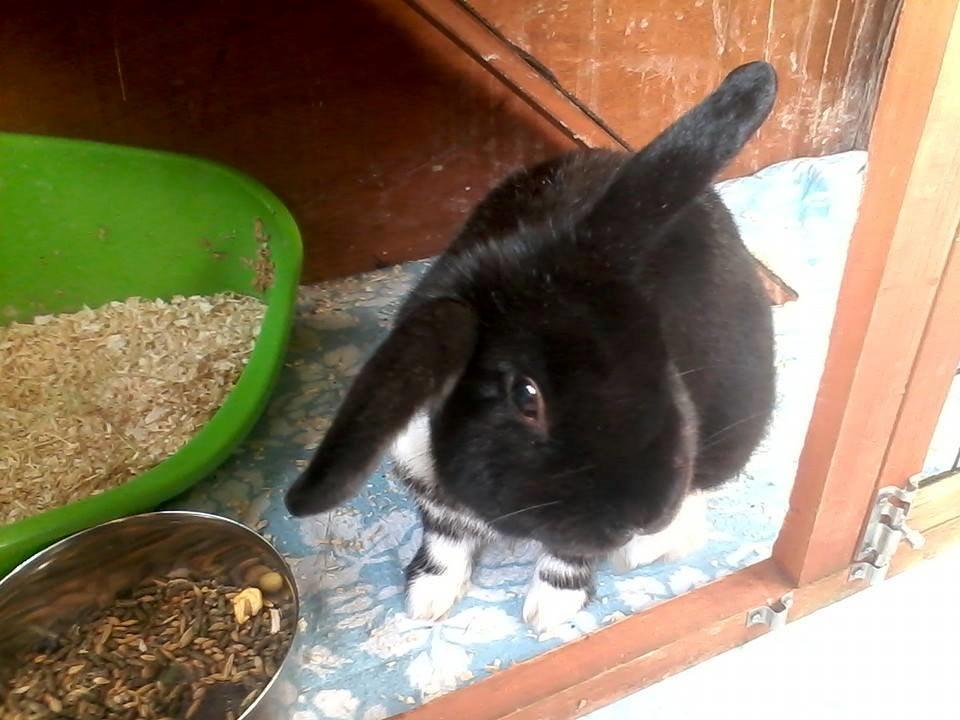 Kanin Buster billede 8