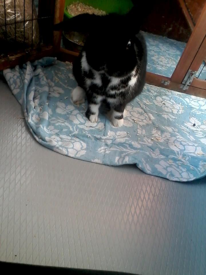 Kanin Buster billede 9