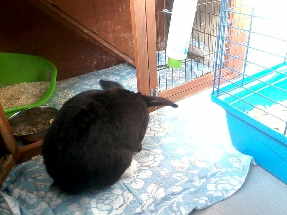 Kanin Buster billede 10