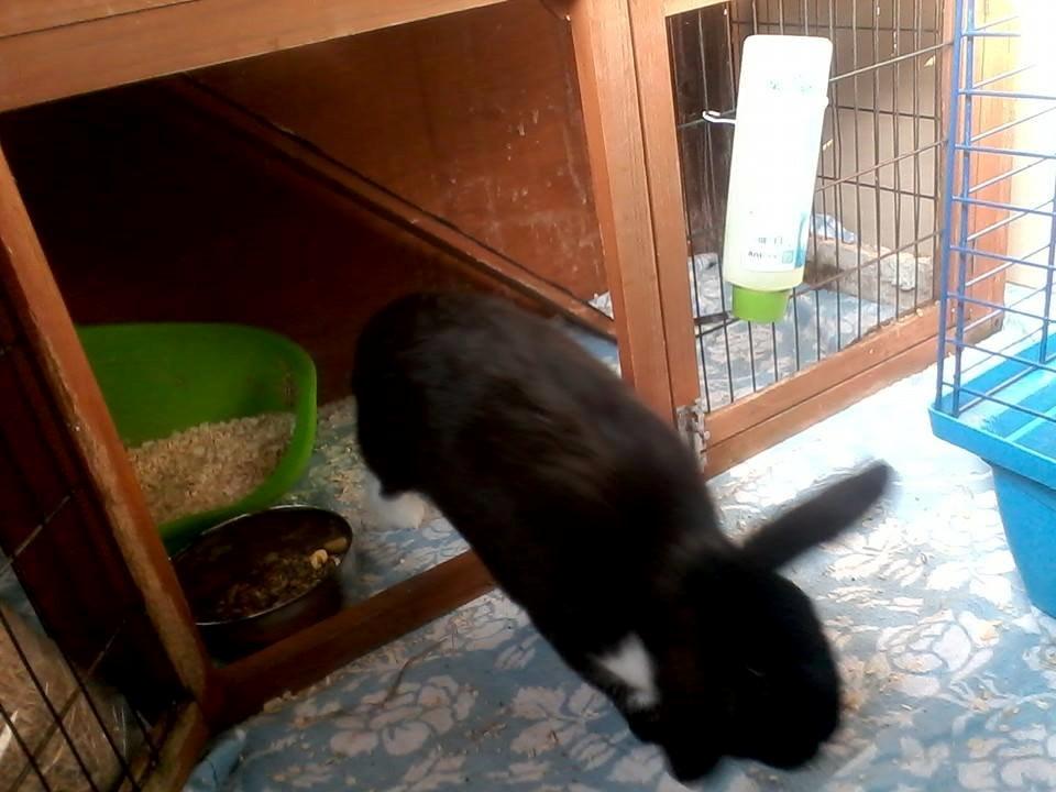 Kanin Buster billede 11