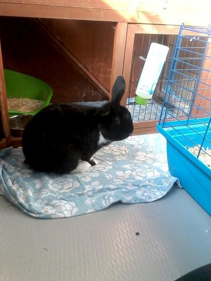 Kanin Buster billede 5
